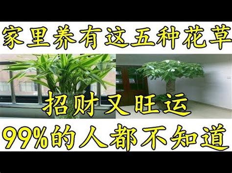 門口放什麼植物